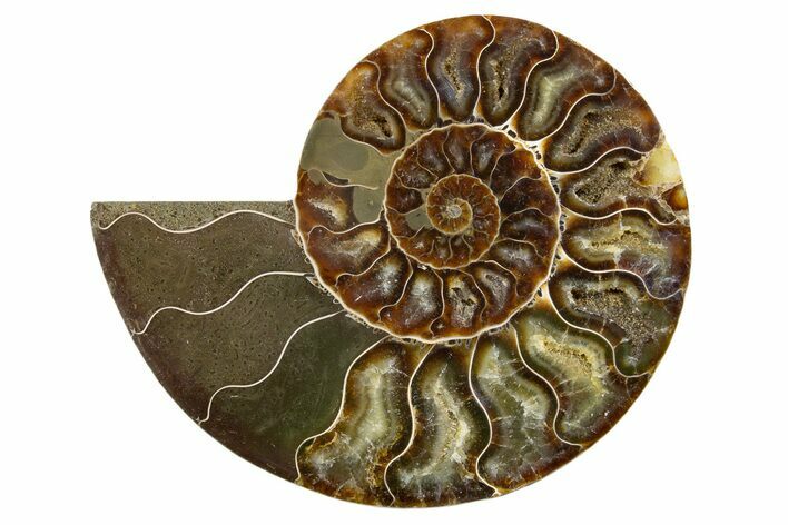 Cut & Polished Ammonite Fossil (Half) - Madagascar #345614
